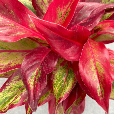 Aglaonema 'Crete Flame', rot-grün, Topf-Ø 12 cm, Höhe ca. 35 cm, 2 Pflanzen