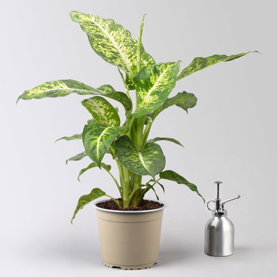 Grünpflanzen-Set Schatten-Duo, Topf-Ø 17 cm, 2 Pflanzen