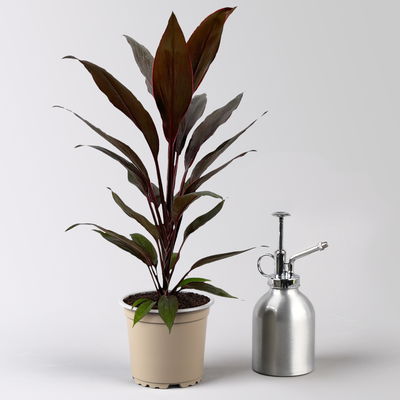 Grünpflanzenkreation Keulenlilien-Dreierlei, Topf-Ø 12 cm, 3 Pflanzen