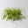Bio Japansegge 'Everillo', creme, Topf-Ø 12 cm, 3 Pflanzen