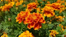 Tagetes (Studentenblume) Tagetes (Studentenblume)