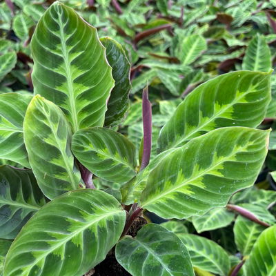 Calathea zebrina, grün gemustert, Topf Ø 12 cm, 2 Pflanzen