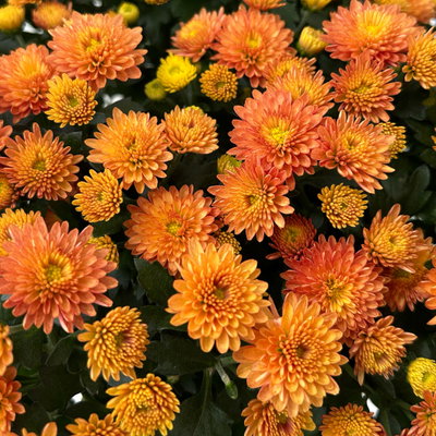 Chrysanthemen, orange, Topf-Ø 14 cm, 4 Pflanzen Chrysanthemen, orange, Topf-Ø 14 cm, 4 Pflanzen