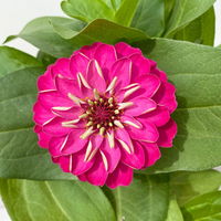 Zinnie, Farbe nach Verfügbarkeit, Topf-Ø 12 cm, 6 Pflanzen
