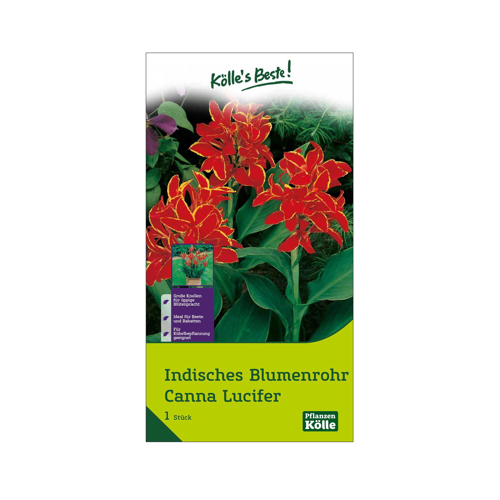 Indisches Blumenrohr Lucifer (Canna) rot/gelb, 1 Blumenzwiebel