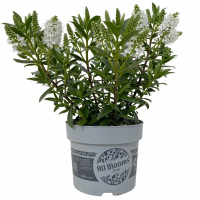 Hebe 'All Blooms®', weiß, Topf-Ø 10,5 cm, 6 Pflanzen Hebe 'All Blooms®', weiß, Topf-Ø 10,5 cm, 6 Pflanzen