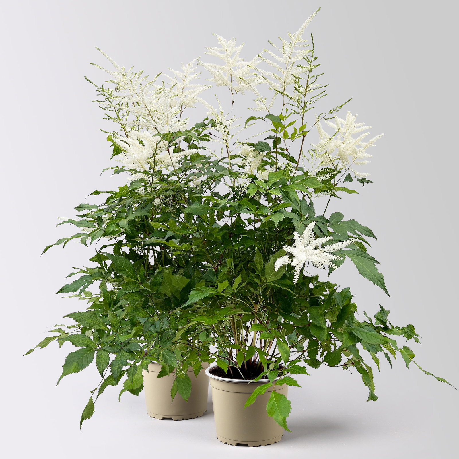 Astilbe arendsii, weiß, Topf-Ø 15 cm, 2 Pflanzen Astilbe arendsii, weiß, Topf-Ø 15 cm, 2 Pflanzen