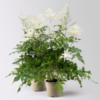 Astilbe arendsii, weiß, Topf-Ø 15 cm, 2 Pflanzen Astilbe arendsii, weiß, Topf-Ø 15 cm, 2 Pflanzen