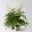 Astilbe arendsii, weiß, Topf-Ø 15 cm, 2 Pflanzen Astilbe arendsii, weiß, Topf-Ø 15 cm, 2 Pflanzen