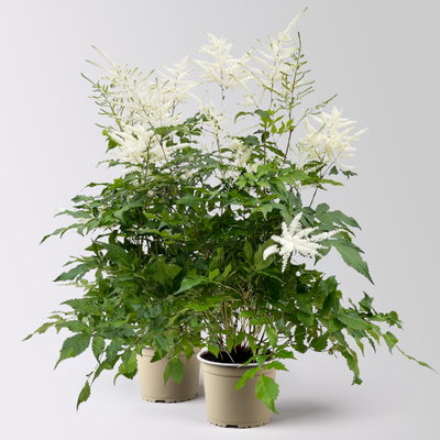 Astilbe arendsii, weiß, Topf-Ø 15 cm, 2 Pflanzen Astilbe arendsii, weiß, Topf-Ø 15 cm, 2 Pflanzen