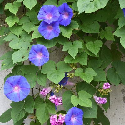 Prunkwinde blau-rosa, Pyramide, Topf-Ø 13 cm, 2er-Set Prunkwinde blau-rosa, Pyramide, Topf-Ø 13 cm, 2er-Set