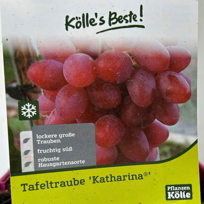 Tafeltraube 'Katharina®' Tafeltraube 'Katharina®'
