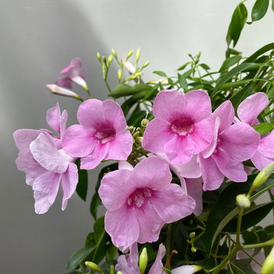 Pandorea, weiß bis rosa zufällig, Pyramide, Topf-Ø 19 cm,  Höhe ca. 70 cm