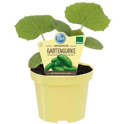 Blu Bio Gartengurke ‘Hexennase F1‘, Topf-Ø 12 cm, 3er Set Blu Bio Gartengurke ‘Hexennase F1‘, Topf-Ø 12 cm, 3er Set