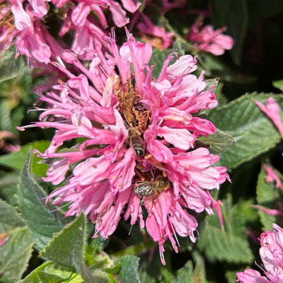 Bio Indianernessel 'Pink Lace' pink, Topf 11x11 cm, 3 Pflanzen Bio Indianernessel 'Pink Lace' pink, Topf 11x11 cm, 3 Pflanzen