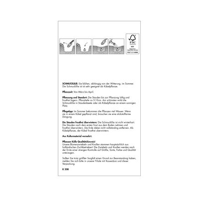 Agapanthus Twister, blau & weiß, 1 Blumenzwiebel