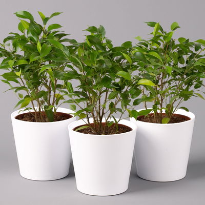 Birkenfeige 'Natasja' inkl. Übertopf weiß, Topf 12cmØ, Höhe ca. 25cm, 3er-Set Birkenfeige 'Natasja' inkl. Übertopf weiß, Topf 12cmØ, Höhe ca. 25cm, 3er-Set