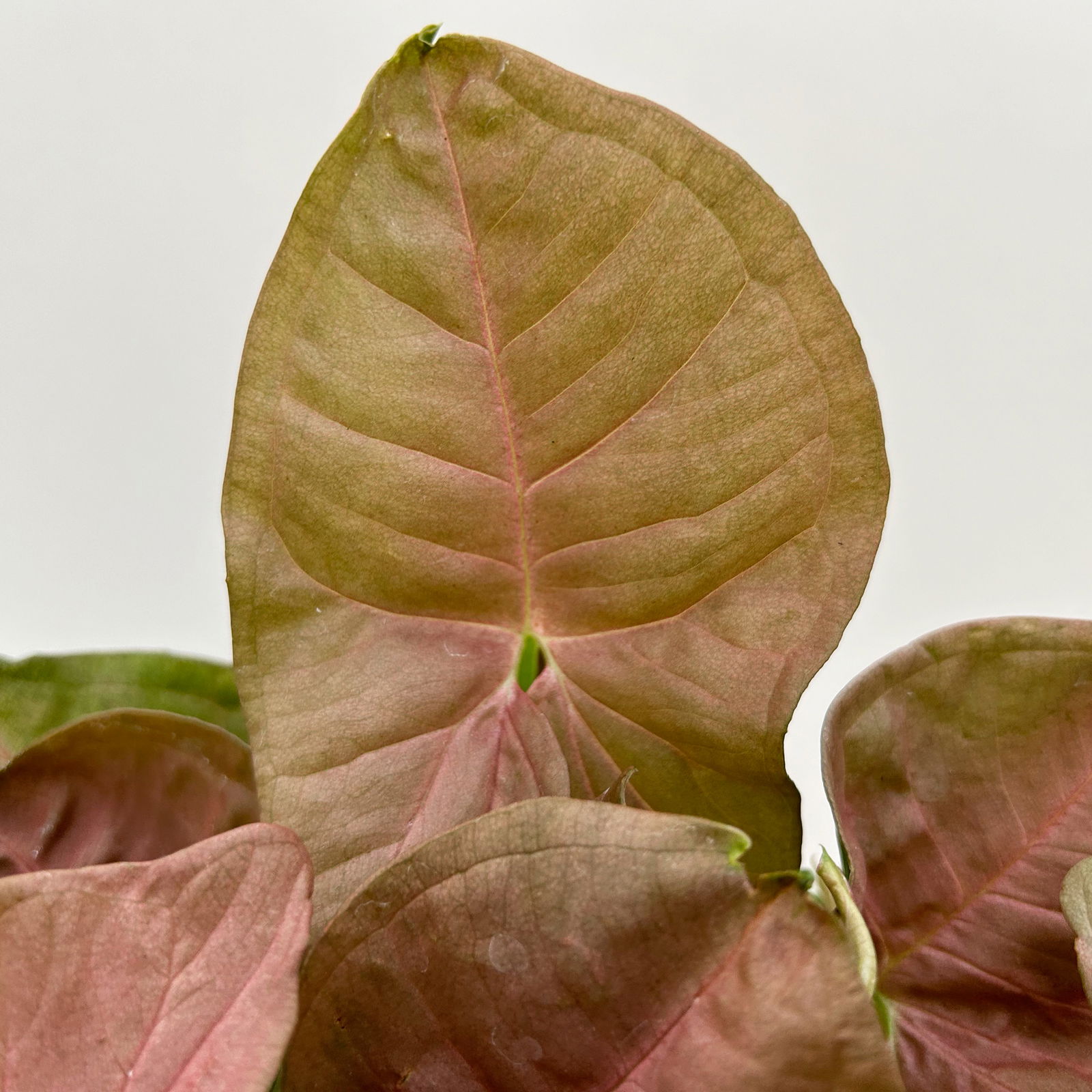 Syngonium 'Red Heart', Topf-Ø14cm, Höhe ca. 30 cm, 2 Stück