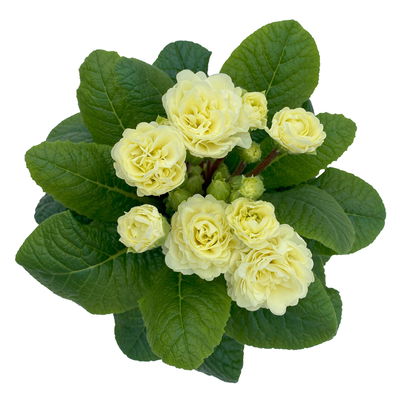 Primel 'Belarina', creme, Topf-Ø 12 cm, 6 Pflanzen