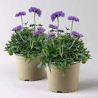 Taubenskabiose 'Mariposa Blue' blau, Topf-Ø 19 cm, 2er-Set