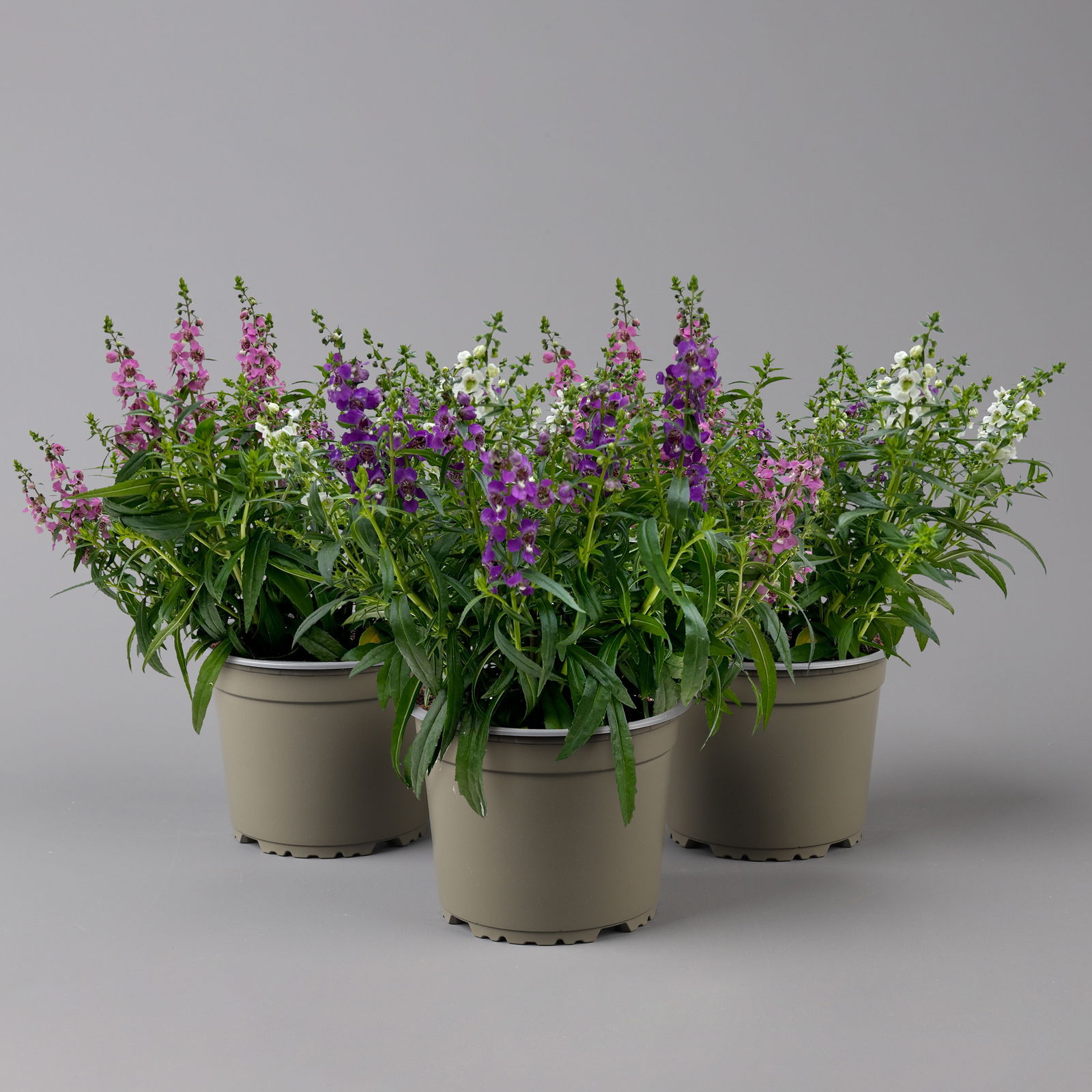 Angelonia 'Trio' rosa-weiß-lila/blau, Topf-Ø 15 cm, 3er-Set