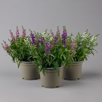 Angelonia 'Trio' rosa-weiß-lila/blau, Topf-Ø 15 cm, 3er-Set