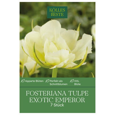 Fosteriana Tulpen Exotic Emperor weiß mit grün, 7 Blumenzwiebeln Fosteriana Tulpen Exotic Emperor weiß mit grün, 7 Blumenzwiebeln