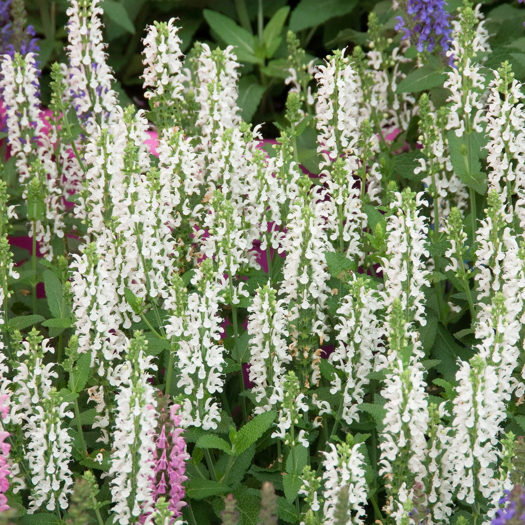 Salbei, weiß, Topf 3 Liter Salbei, weiß, Topf 3 Liter