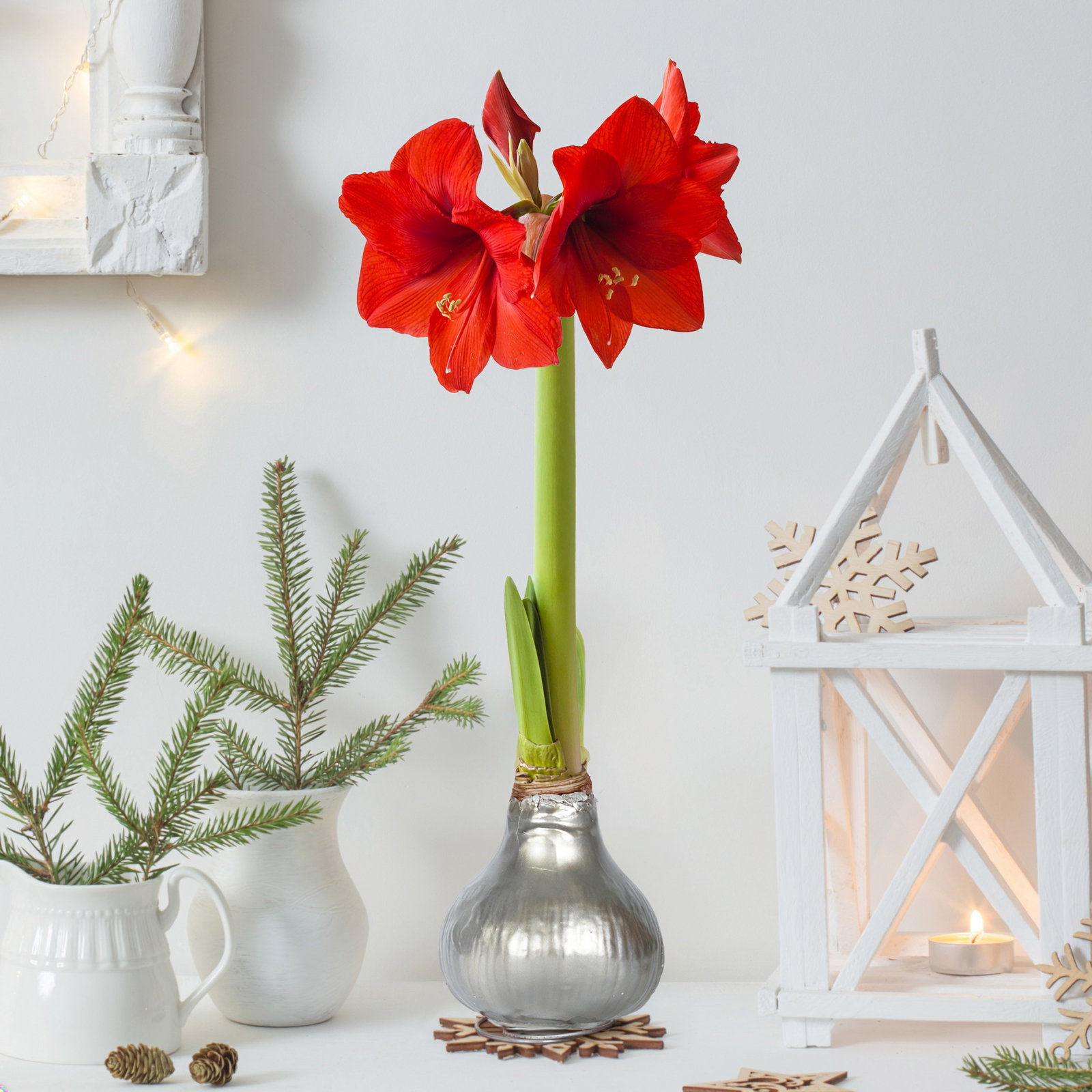 Amaryllis in Wachs XL, Dekor 'Superior Silber', Blüte rot Amaryllis in Wachs XL, Dekor 'Superior Silber', Blüte rot
