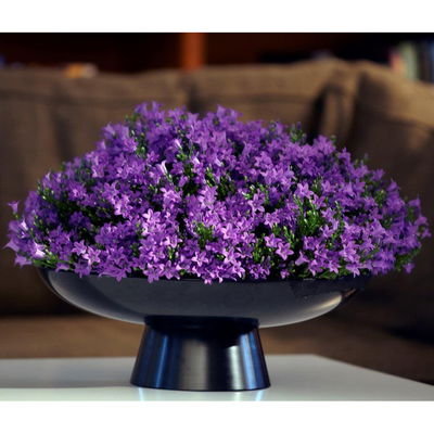 Glockenblume 'Get Mee'®, blau und weiß, Topf-Ø 10,5 cm, Höhe ca. 15 cm Glockenblume 'Get Mee'®, blau und weiß, Topf-Ø 10,5 cm, Höhe ca. 15 cm