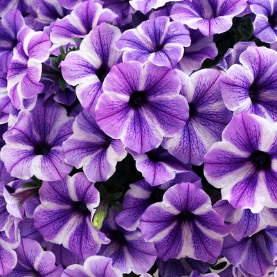 Petunie 'Sweetunia® Starfish' flieder-weiß, hängend, Topf-Ø 13 cm, 6 Pflanzen