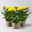 Chrysantheme 'Chrysanne® Zembla Next Yellow' gelb, großbl., Topf-Ø 13cm 3er-Set