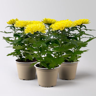 Chrysantheme 'Chrysanne® Zembla Next Yellow', gelb, Topf-Ø 13 cm, 3 Pflanzen Chrysantheme 'Chrysanne® Zembla Next Yellow', gelb, Topf-Ø 13 cm, 3 Pflanzen