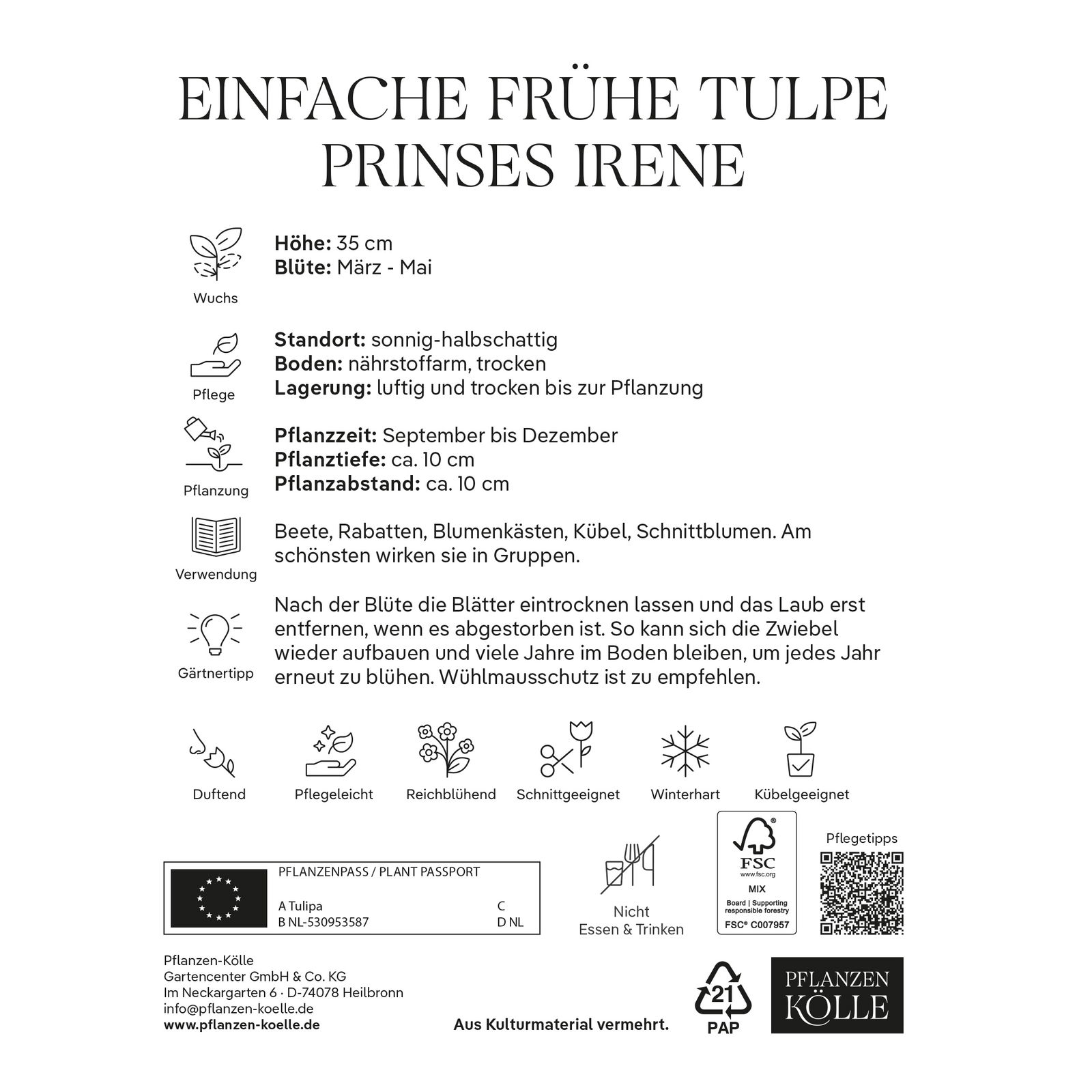 Einfache frühe Tulpen Prinses Irene, orange/rot geflammt, 7 Blumenzwiebeln