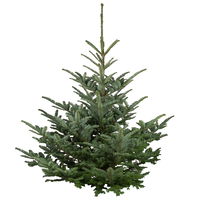 Nobilistanne, Abies procera, Höhe 100-125 cm, geschlagen Nobilistanne, Abies procera, Höhe 100-125 cm, geschlagen