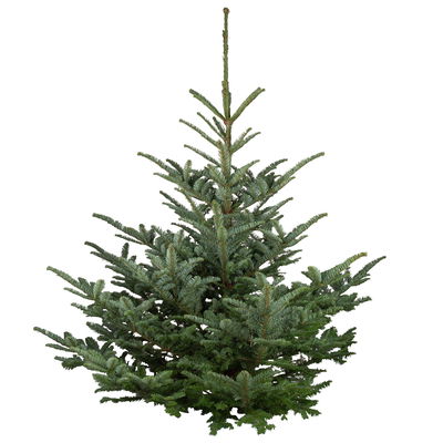 Nobilistanne, Abies procera, Höhe 100-125 cm, geschlagen Nobilistanne, Abies procera, Höhe 100-125 cm, geschlagen