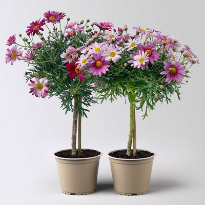 Margerite, Farbe zufällig, Stamm, Topf-Ø 15 cm, 2 Pflanzen