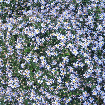 Bio Zwerg-Wildaster 'Nanus', violettblau, Topf 11x11 cm, 3 Pflanzen Bio Zwerg-Wildaster 'Nanus', violettblau, Topf 11x11 cm, 3 Pflanzen