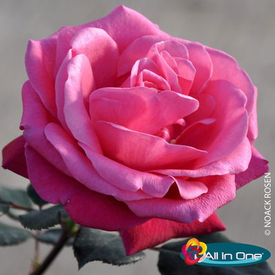 Stammrose 'Charisma'®, Edelrose, Stammhöhe 60cm, Topf 7,5 Liter Stammrose 'Charisma'®, Edelrose, Stammhöhe 60cm, Topf 7,5 Liter