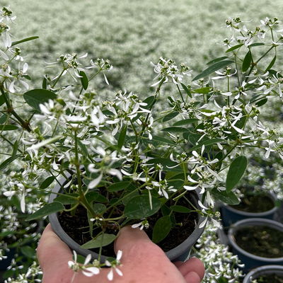 Zauberschnee™ 'Diamond Frost™' weiß, Topf-Ø 12 cm, 6er-Set