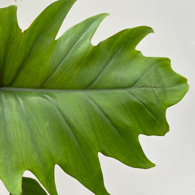 Philodendron mayoi, Topf-Ø 15 cm, Höhe ca. 35 cm Philodendron mayoi, Topf-Ø 15 cm, Höhe ca. 35 cm