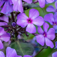 Bio Flammenblume violettblau, Topf 11x11 cm, 3 Pflanzen