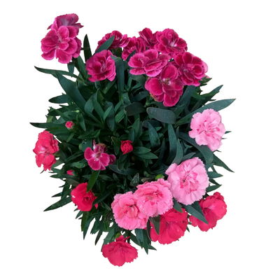 Dianthus 'Trio', rot-rosa-weiß, Topf -Ø 13 cm, 6 Pflanzen
