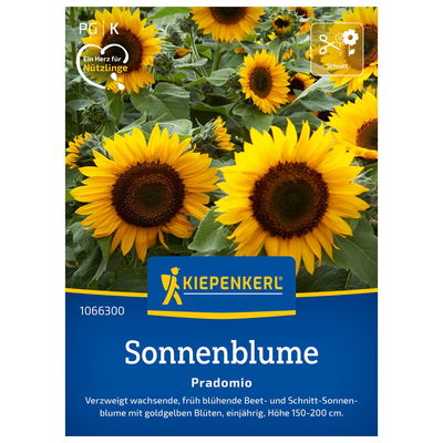 Blumensamen, Sonnenblume 'Pradomio'