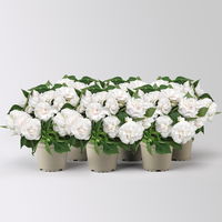 Fleißiges Lieschen, weiß, gefüllt blühend, Topf -Ø 12 cm, 6 Pflanzen