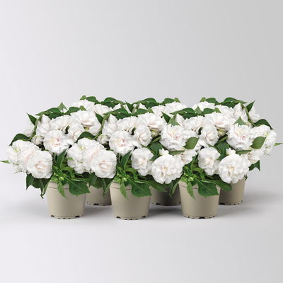 Fleißiges Lieschen, weiß, gefüllt blühend, Topf -Ø 12 cm, 6 Pflanzen