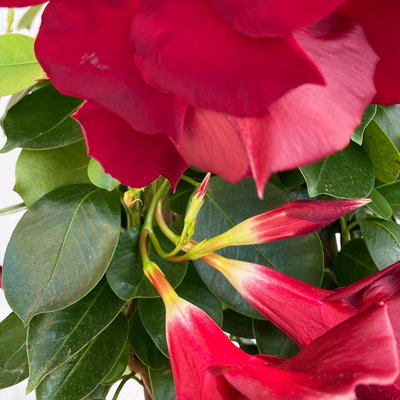 Dipladenie, dunkelrot, Pyramide, Topf-Ø 17 cm, Höhe ca.70 cm, 2 Pflanzen