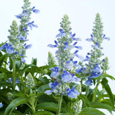 Salvia 'Sallyfun Blue Ice' blau-weiß, Topf-Ø 12 cm, 6 Pflanzen