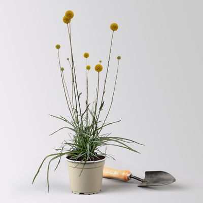 Craspedia gelb, Topf-Ø 12 cm, 3 Stück Craspedia gelb, Topf-Ø 12 cm, 3 Stück