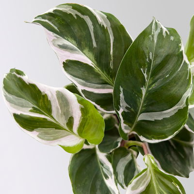 Calathea Mini Mix zufällig, Topf-Ø 7 cm, Höhe ca. 10-15 cm, 8 Pflanzen Calathea Mini Mix zufällig, Topf-Ø 7 cm, Höhe ca. 10-15 cm, 8 Pflanzen